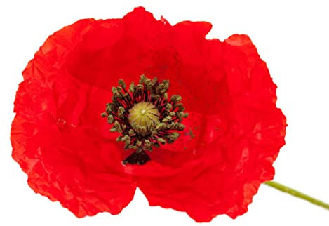 Seidenmohn (Papaver rhoeas) - 250 Samen
