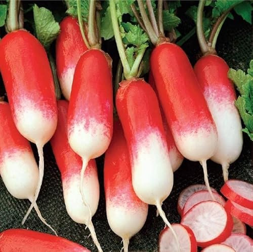 Radish French Breakfast 3 Seeds – Fresh and Tasty – Wonder Flavour, Perfect for Salads – for Your Kitchen Garden