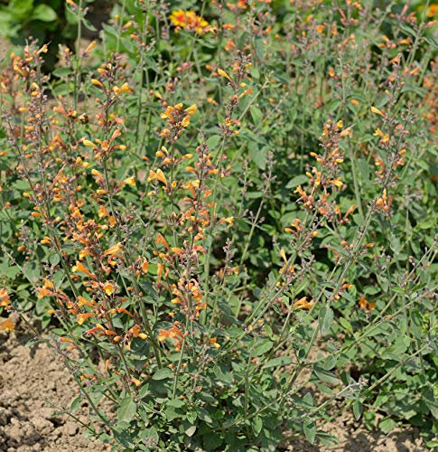 Duftnessel - Agastache aurantiaca - lebende Gartenpflanze aus den Baumschulen