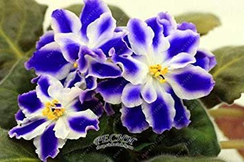 Potseed 100 Stück/Beutel Usambaraveilchen Samen Mondstein (Lebetskaya) Blumensamen Garten Blumentopf Staudenkräutersamen 7