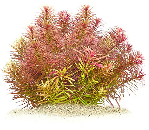 Limnophila aromatica - Aromatischer Sumpffreund in vitro XL - 8,5cm Bechergröße - Hintergrund Wasserpflanzen für Aquarien