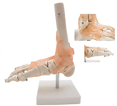 Fußgelenkmodell mit Bändern, menschliches Fußskelettmodell, lebensgroßes medizinisches Anatomie-Fuß- und Knöchelmodell, rechts, voll beweglich für medizinisches Studium, Wissenschaftsunterri