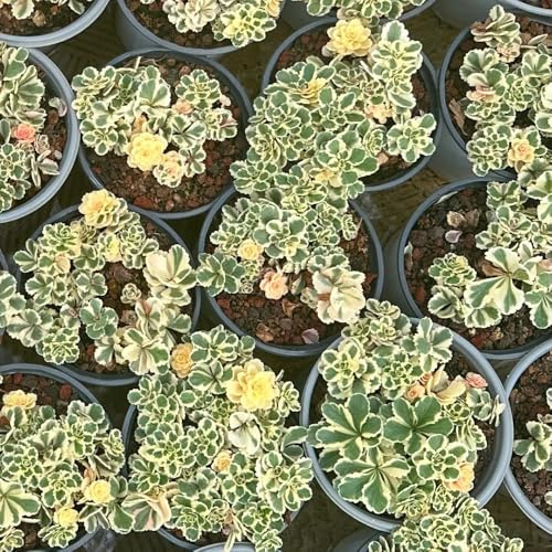 semillas de sedum, mezcla de sedum, Macizo, exóticas resistentes resistentes, interior 250pcs