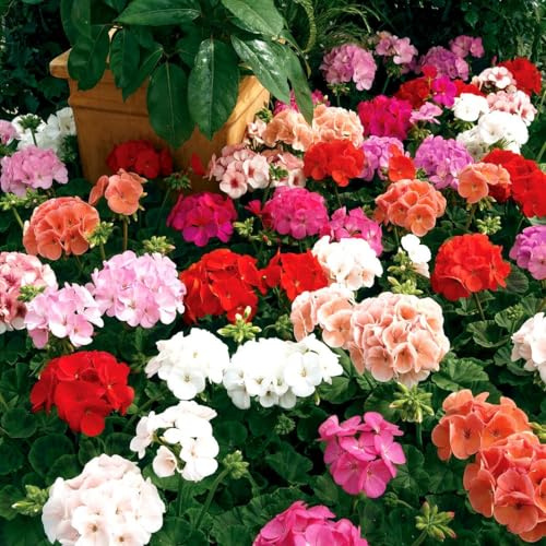 Semi fiori GERANIO ZONALE MISCUGLIO In Busta Ermetica MADE IN ITALY Qualità superiore con 95% di germogliazione con istruzioni