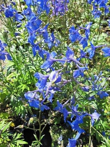 Rittersporn Piccolo - Delphinium belladonna Piccolo Verpackungseinheit 20