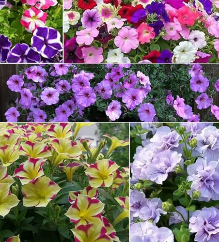 Mixed Colors Petunia Seeds Fresh Viable White Pink Black Red Yellow Purple Compact Containers Flower Garden 400pcs