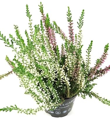 Calluna Arbusto Natural - Planta Fácil de Cuidar de Exterior