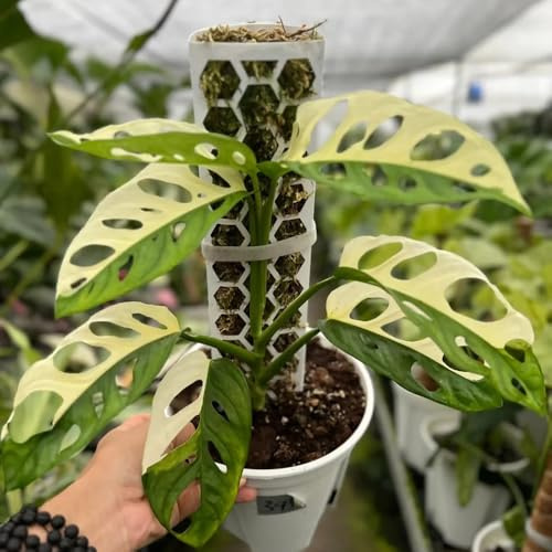 semillas de monstera - exteriores jardín, balcón Variedades antiguas 400pcs