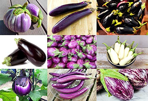 Please Read This is A Mix 30 Eggplant Mix Seeds 11 Varieties Heirloom Non-GMO Aubergine, Asian, European, Italian, White, Profilic, Super Delicious, from USA Solanum melongena