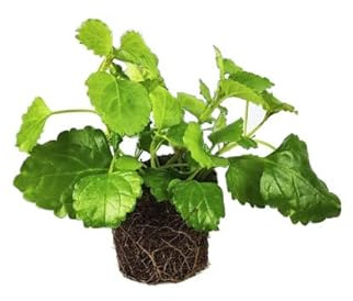 Plante del Dinero NATURAL - Planta con Hojas Redondas y Tallos Colgantes
