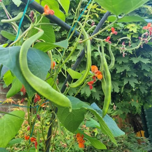 Semillas de judía escarlata - de invierno Semillas frijol escarlata - resistentes verdes resistentes jardines rocas del jardín frijol 35pcs