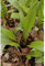 Portal Cool 100pcs Salvaje puerro Semillas Allium Tricoccum perenne Considerado Planta de Cebolla Cata