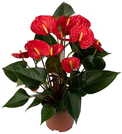 DECOALIVE Anturio Rojo Planta Natural con Flores de Color Rojo Planta Interior