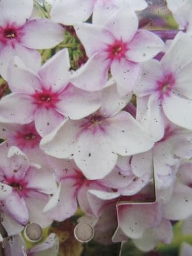 Panaschierte Flammenblume - Weißbunter Hoher Sommer Phlox - Phlox paniculata Norah Leigh
