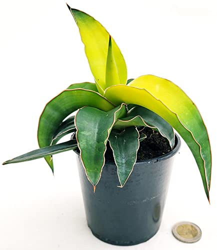 POWERS TO FLOWERS - SANSEVERIA STAR CANARY VASO 11CM DIAMETRO, pianta vera