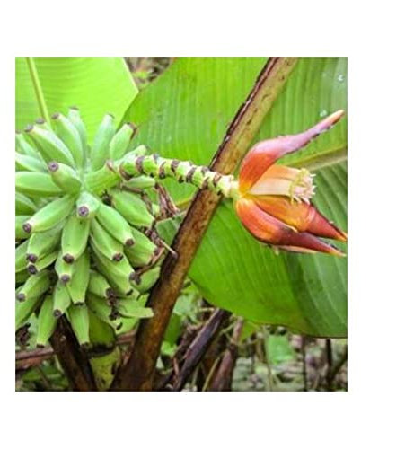 Pcs - 10x Musa (Bananier) Monticola Kinabalu Bergbanane Jardin Plantes - Graines ID509 - Seeds & Plants Shop by Ipsa