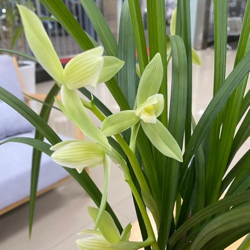 Semi di orchidea - esotiche decorazione floreale autunnali resistenti serre da balcone semi di selvatici decorazione del soggiorno 250pcs