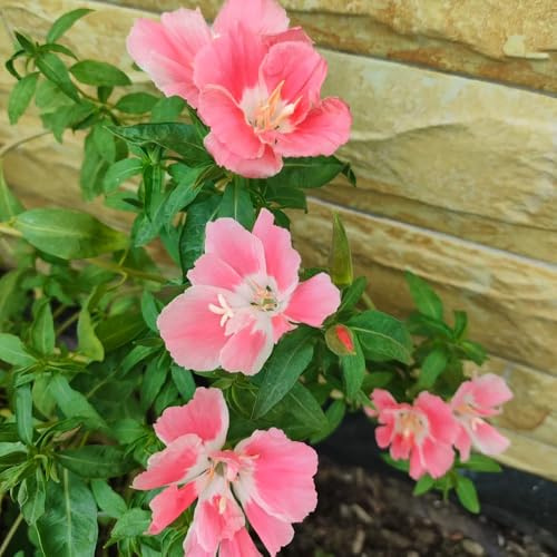 Semi di azalea estiva, copertura del terreno decorazione da giardino per esterni d'appartamento per luoghi soleggiati da balcone decorazione del 500pcs
