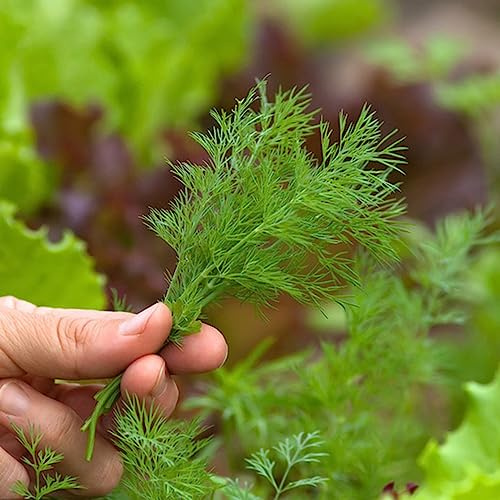 semi di aneto giardino resistenti al freddo orticole interno selvatici sul balcone 400pcs
