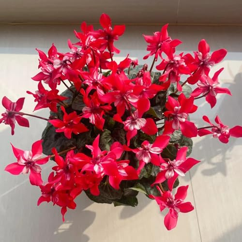 ciclamino - di semi di semi ciclamino da insoliti decorazione floreale organica per in vaso da esterno esotici 500semi