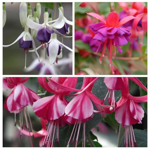 Hardy Fuchsia Trio Collection - Colourful Blooms for Borders & Containers - Shrimp Cocktail, Dollar Princess, Delta’s Sarah - 3X 21mm LL Plug by Thompson and Morgan