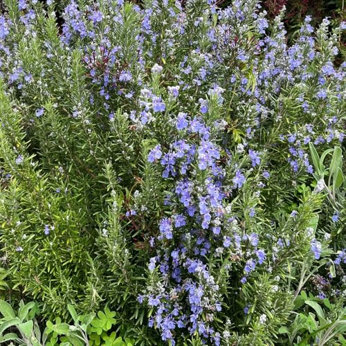 semi di rosmarino biologici - balcone esterni giardino aiuole rialzate resistenti perenni 220pcs