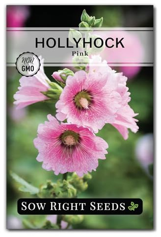 Sow Right Seeds - Pink Hollyhocks for Planting Outdoors - Non-GMO Heirloom Variety - Biennial Flowers for Garden Beautification - Easy to Grow - Ideal for Outdoor Cottage Garden - Tall Hollyhock (1)