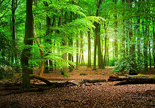 wandmotiv24 Fototapete Wald Sommer Natur, XL 350 x 245 cm - 7 Teile, Wanddeko, Wandbild, Wandtapete, grün, Bäume, Stamm M5667