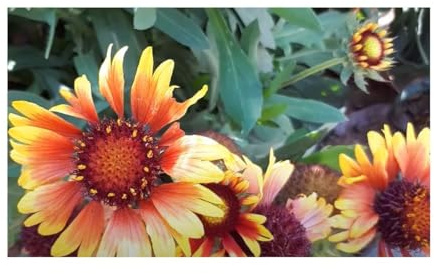 Stk - 135x Kokardenblume mix Gaillardia aristata Garten Pflanzen - Samen K55 - Seeds & Plants Shop by Ipsa