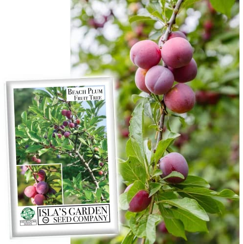 Beach Plum Fruit Tree/Shrub Seeds, 5 Seeds Per Packet, (Isla's Garden Seeds), Non GMO & Heirloom Seeds, Botanical Name: Prunus maritima, Family: Rosaceae