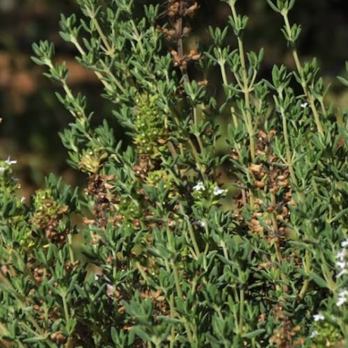 Thyme Seeds - 450 Fresh Thyme Herb Seeds – Plant and Grow Your Own Herbs Ideal for Indoors, Greenhouse, Garden, Polytunnel, Growbags, Large Pots or Containers - Packed in The UK by Meldon Seeds