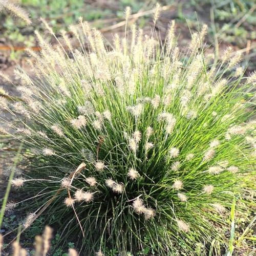 Plant Theory Little Bunny Chinese Fountain Grass Pennisetum Alopecuroides Outdoor Ornamental Plant 2L Pot