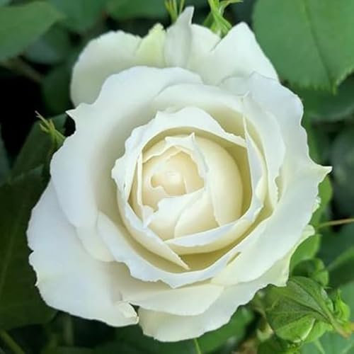 Harkness Roses 'Diana, Princess of Wales' Rose, Established Plant in 4 Litre Pot, Ready to Plant