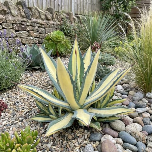 Bloomique - Agave Americana Mediopicta - Aloès centenaire - Plante de Jardin - Rustique - Hauteur 30-40 cm - Pot 26 cm