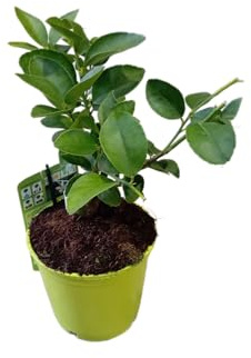 Citrus Aurantiifolia en Maceta – Árbol de Lima Natural y de Exterior