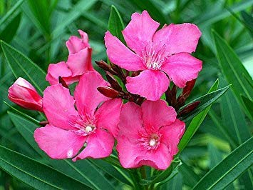 . Prime Flower Seeds Oleanders Year-Round Houseplant Plants for Balcony Garden Seeds Kitchen Garden Seeds Pack