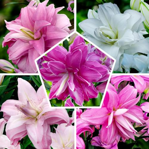 Colección de 10 bombillas de lirio de loto oriental, 5 variedades fragantes, 2 de cada color, bombillas de lirios perennes y resistentes al invierno, mezcla de Holanda para el jardín.