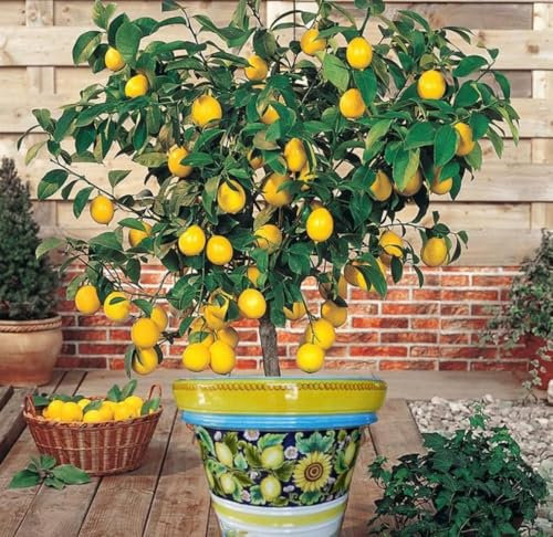 Limonero 4 estaciones Eureka Árbol cítrico en maceta de 5L | Para plantar en huerto o jardín | Planta natural de exterior (Limonero)