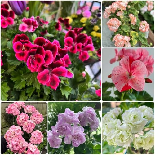 Semi di geranio - per luoghi soleggiati Pelargonium hortorum - miscela resistenti perenni semi di giardino 50pcs