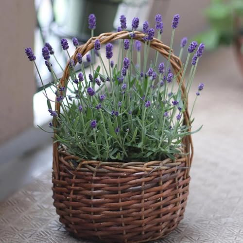 Lavendel Samen Mehrjährig Winterhart lavendelblüten, lavendel kaufen Lavendel Pflanze Samen bio saatgut wildblumensamen blumenwiese samen pflanzensamen zimmerpflanzen garten deko 500pcs