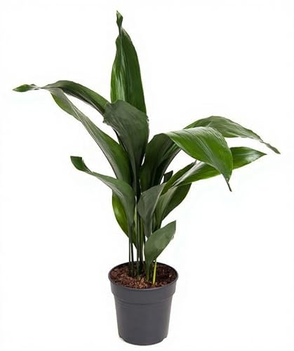 Aspidistra elatior Schusterpalme Zimmerpflanze schattentolerant 12 blättrig 80 cm Höhe