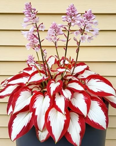 Bulbos de Hosta de sombra – Aporta serenidad y frescura a tu rincón verde favorito-D-6bulbos