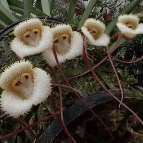 orchidea scimmia semi aiuola, esotiche resistenti orchidea faccia di scimmia - dracula simia - rare, decorazione soggiorno balcone, 125pcs
