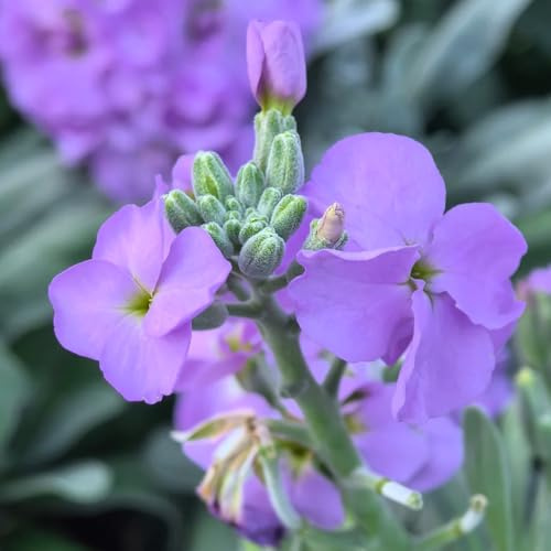 Semillas de Levkojen, Las de jardín de rocas son resistentes matthiola incana, semillas resistentes silvestres 50pcs