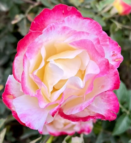 ‘Double Delight’ – Pink-Red - Hybrid Tea Rose – 4L Potted
