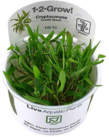Tropica - Cryptocoryne wendtii 'Green' 1-2 Grow ! - Live aquarium plant