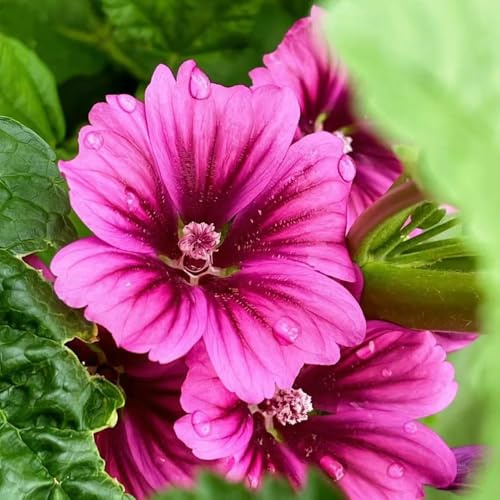 semillas de malva perenne resistente las trepadoras son resistentes semillas de resistentes para balcones malva 35pcs