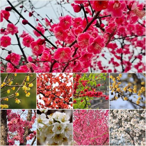 Armeniaca mume gartenpflanzen bonsai einfacher Anbau blumensamen nachhaltig Seltene Serie pflanzensamen blühende baumsamen 20samen