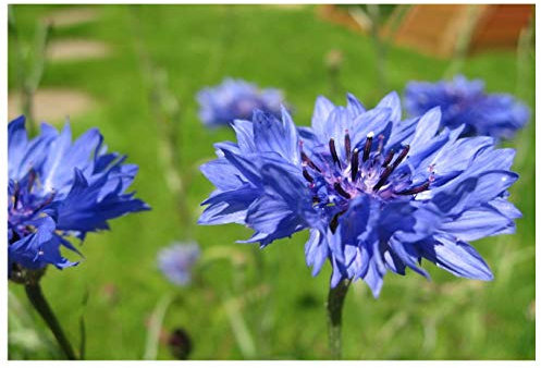 PREMIER SEEDS DIRECT - Cornflower Centaurea CYANUS Blue BOY 1000 Seeds - Certified Organic