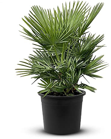 Tropictrees Chamaerops Humilis | palmier nain Resistant au froid | Hauteur 60cm Petite taille | protection de balcon |